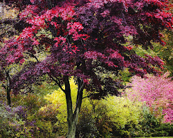 trees plants nature garden england computer tree leaves autumn wallpapers colored vibrant colors phones mobile scenery colour purple