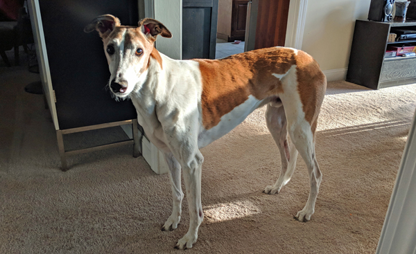 image of Dudley the Greyhound standing in the threshold between the dining room and the living room, looking at me