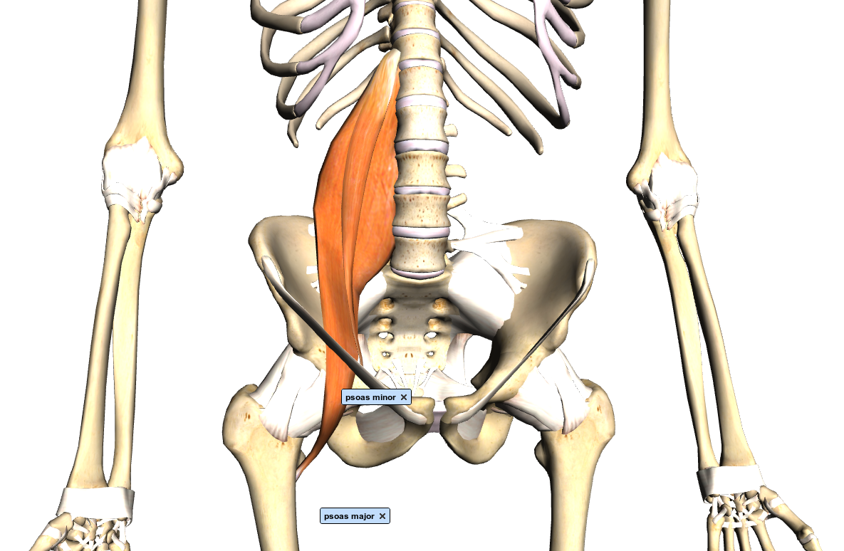 Psoas Muscle Gay And Sex