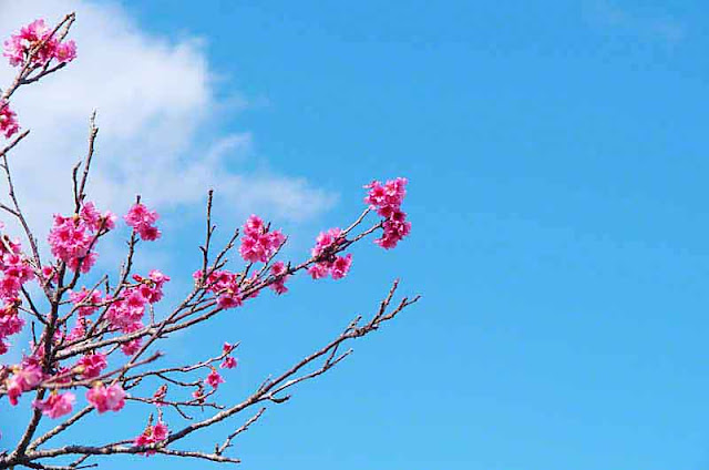 Blue sky, white clouds, cherry blossoms