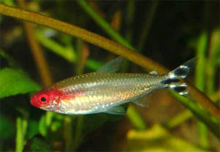 jenis-jenis ikan hias air tawar terindah jenis-jenis ikan hias air tawar terindah