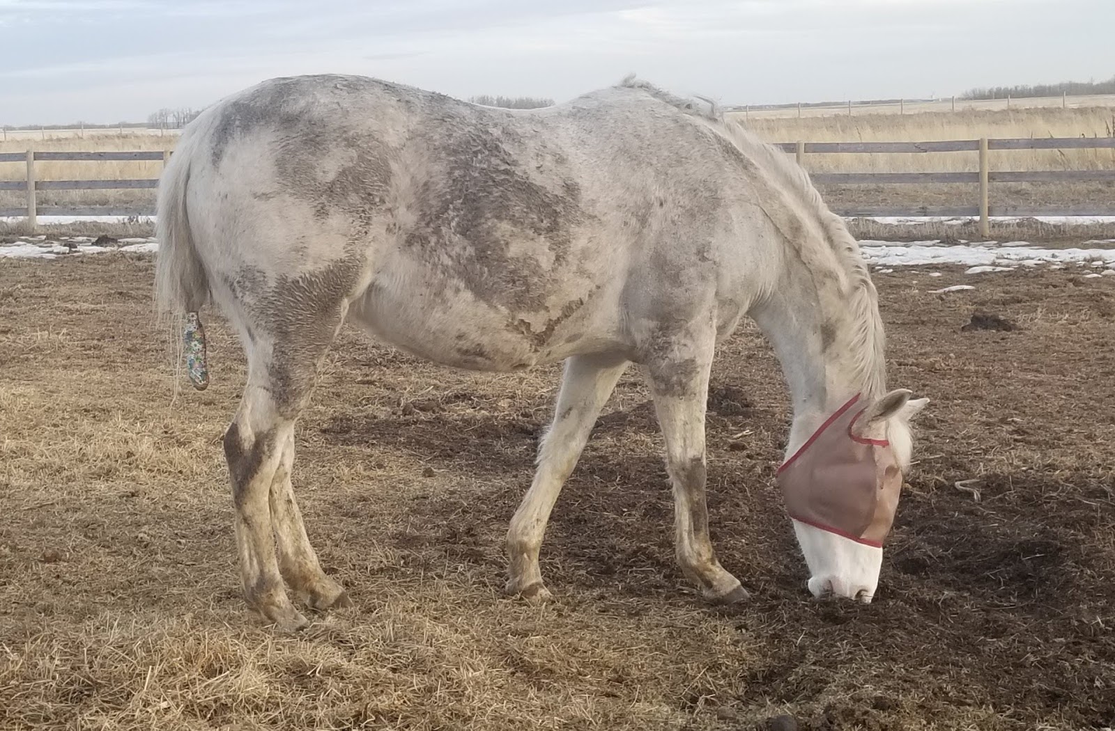 Gray Flannel Horses What Does It Mean gray-flannel-horses-what-does-it-mean