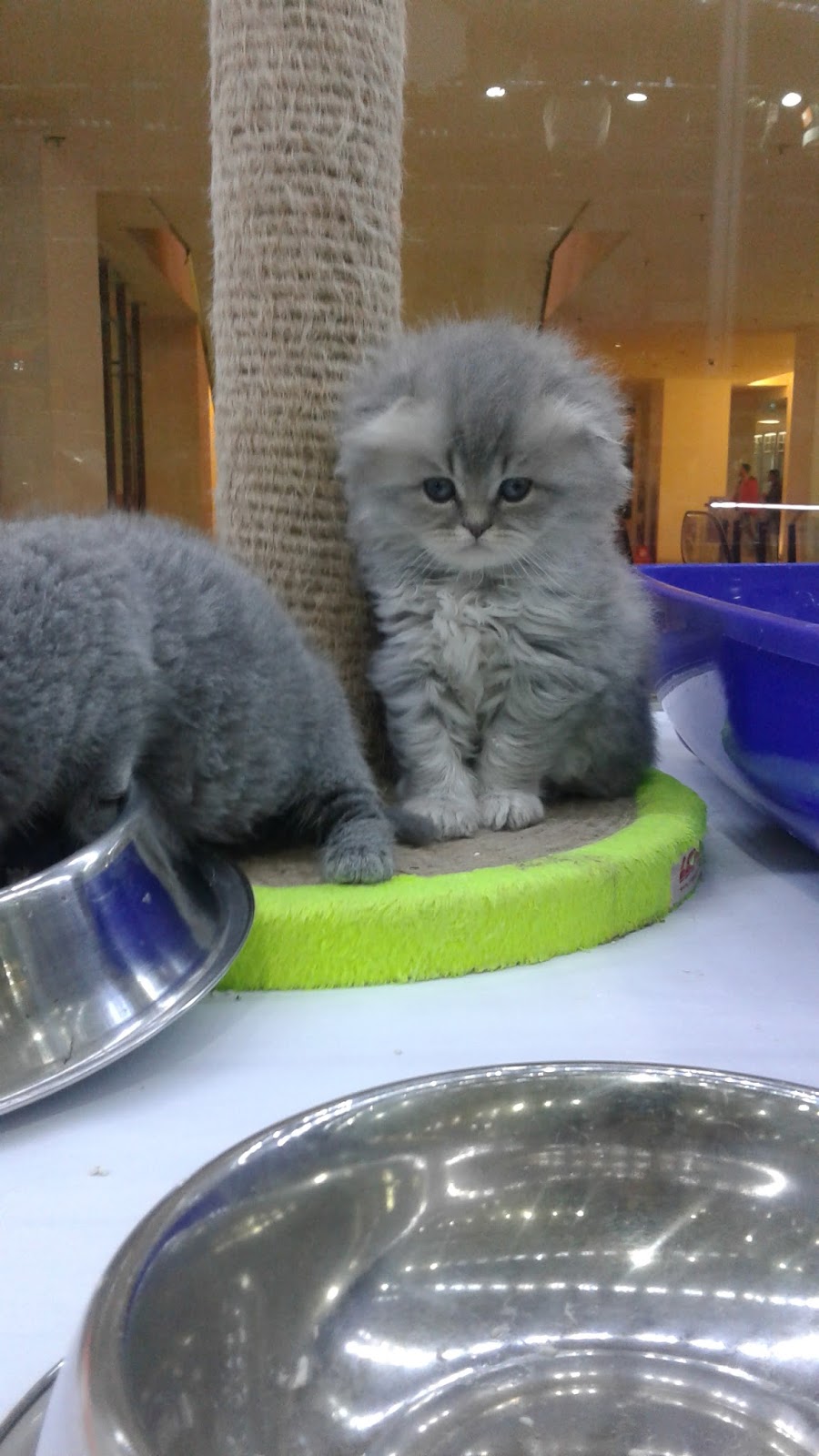 Satılık Yavru Kedi