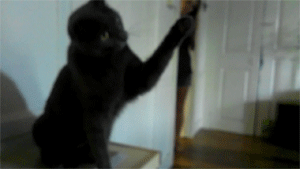 Cool animals giving high fives (15 gifs), funny gifs, cat wants high five