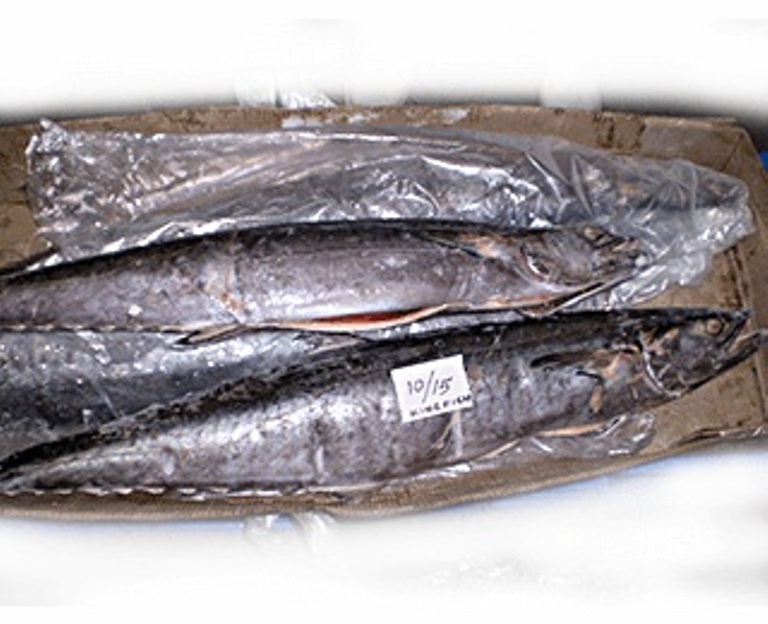 King mackerel price per pound Clearance