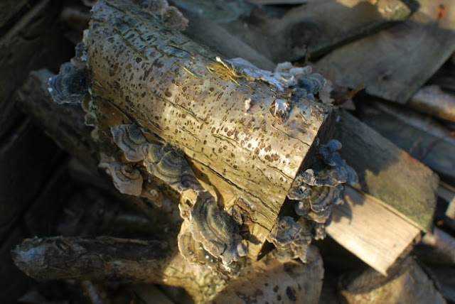 log with fungus