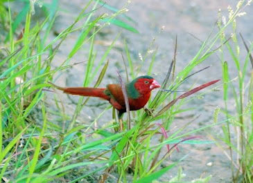 Crimsone Finch