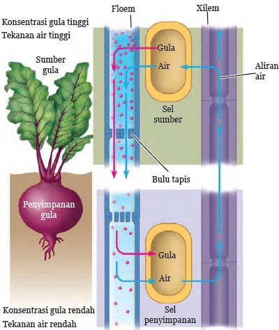 Pengangkutan Air Dan Nutrisi Pada Tumbuhan Pengangkutan Air Dan Nutrisi Pada Tumbuhan