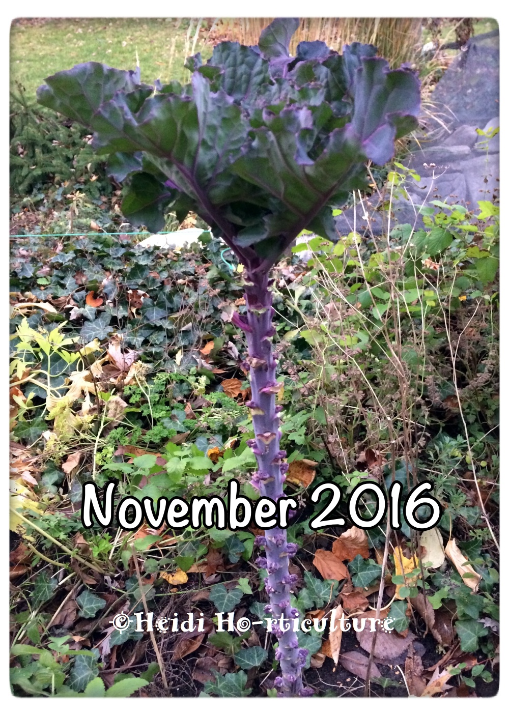 Heidi Horticulture Overwintering Kale