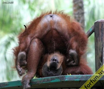 Funny monkey ALL ABOUT FUNNY PICTURES COLLECTION: Funny Monkey Pictures 2012