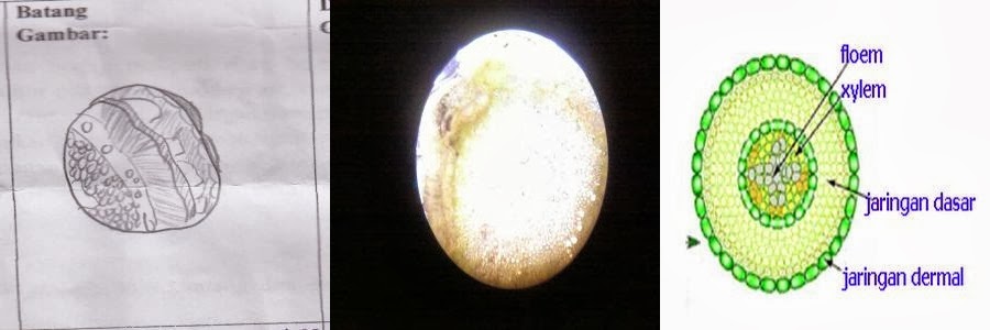 Pada Jaringan ini terdapat Jaringan Dermal, Jaringan Dasar