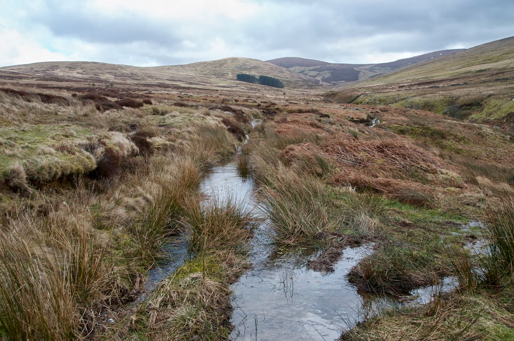 Bowler's Blog: Frog spawn