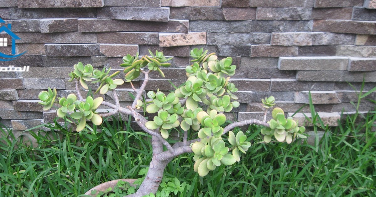 المتميز للديكور ديكور حجر رملي داخليديكور جدران حجر داخليديكور تلبيس
