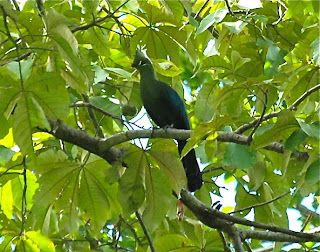 Livingstone's Turaco