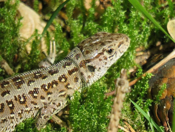 zwinka Jaszczurka zwinka (Lacerta agilis)