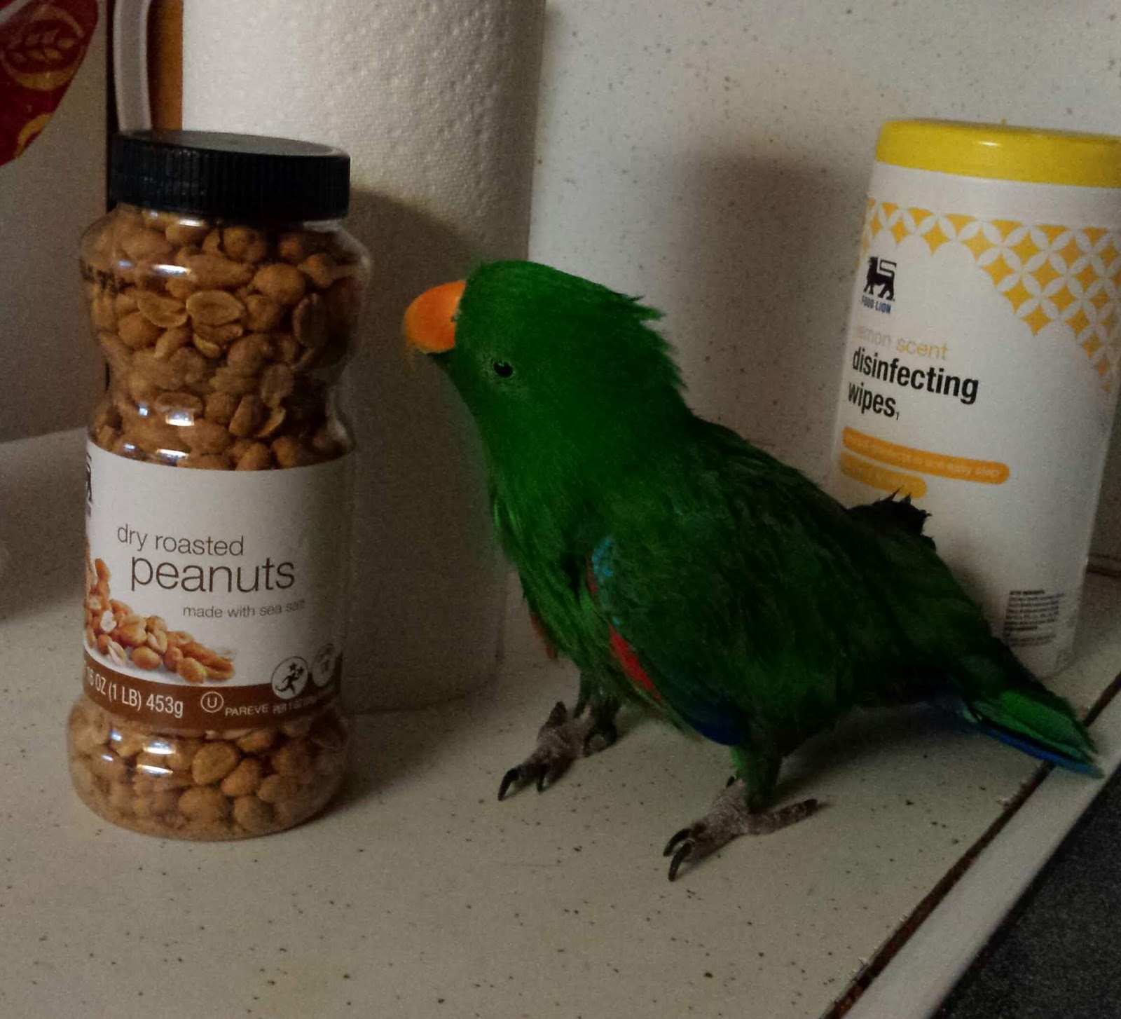 Sparrow Tree Journal Morning mischief