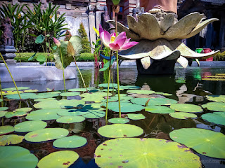 Calm Atmosphere Of Lotus Pond In The Garden At The Yard Of Buddhist Monastery In Bali Indonesia