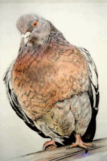 Burung merpati, teknik kering pensil warna Gambar Burung merpati, teknik kering pensil warna sebagai Cara Sketsa Flora dan Fauna Dengan Mudah