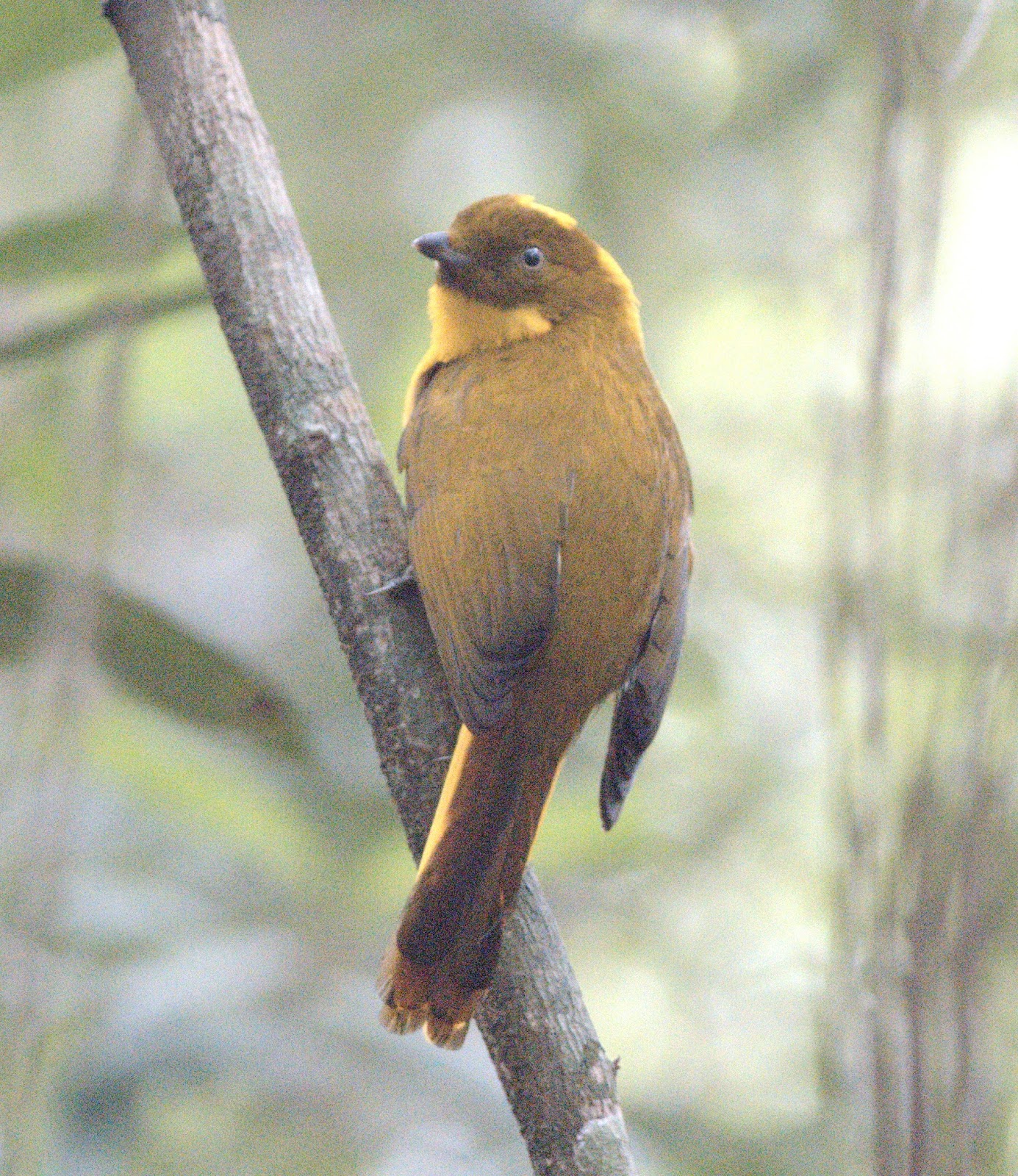 sunshinecoastbirds Queensland Road Trip 3 Golden Bowerbird & Little