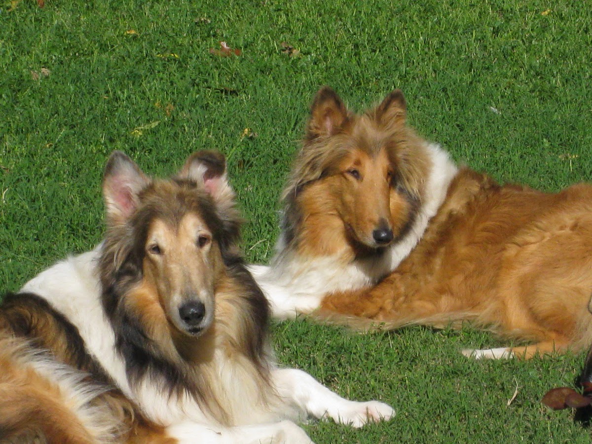 Luca y Lassie