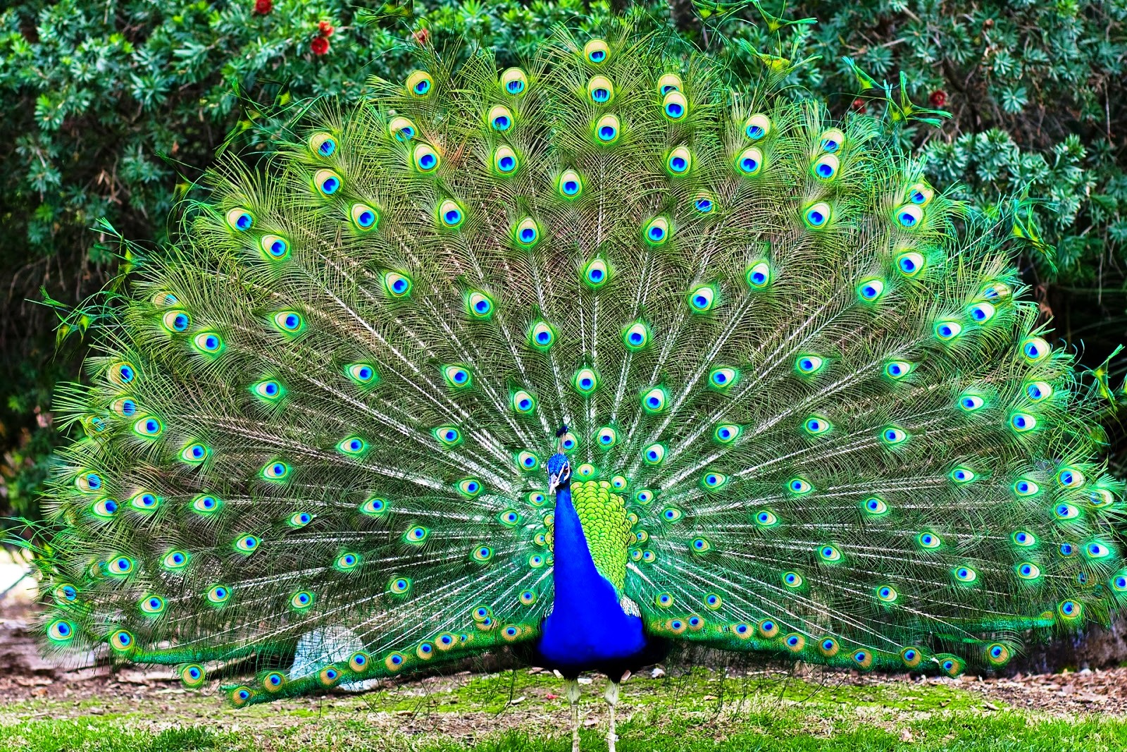 55 Gambar Burung Merak Yang Tercantik Gratis Terbaru