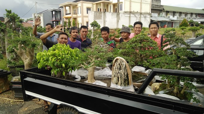 KONTES BONSAI AJANG PEMBUKTIAN KEMAMPUAN DIRI