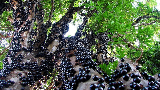 The Brazilian Grape Tree - Jabuticaba (It Grows Fruits & Flowers Directly on The Trunk), jabuticaba fruit tree