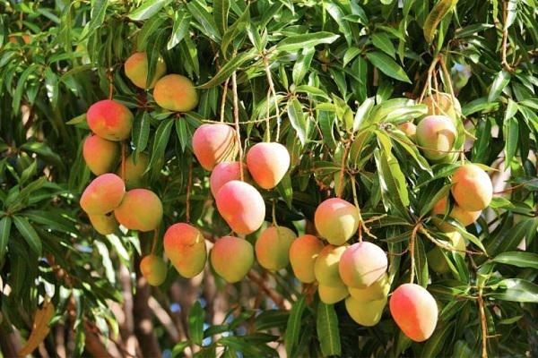Mango Agaci Saksida Nasil Yetistirilir Yesil Parmak
