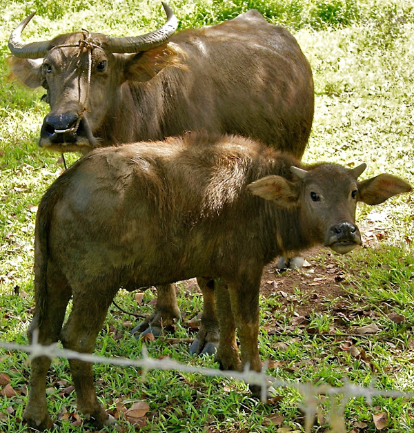 水牛水牛,水牛水牛,水牛buffalo, carabao buffalo appearance, carabao buffalo breed, carabao buffalo breed info, carabao buffalo breed facts, carabao buffalo care, caring carabao buffalo, carabao buffalo color, carabao buffalo characteristics, carabao buffalo facts, carabao buffalo for meat, carabao buffalo farms, carabao buffalo farming, carabao buffalo for milk, carabao buffalo history, carabao buffalo horns, carabao buffalo hide, carabao buffalo info, carabao buffalo images, carabao buffalo lifespan, carabao buffalo meat, carabao buffalo milk, carabao buffalo origin, carabao buffalo photos, carabao buffalo pictures, carabao buffalo rarity, carabao buffalo rearing, raising carabao buffalo, carabao buffalo size, carabao buffalo uses, carabao buffalo varieties, carabao buffalo weight