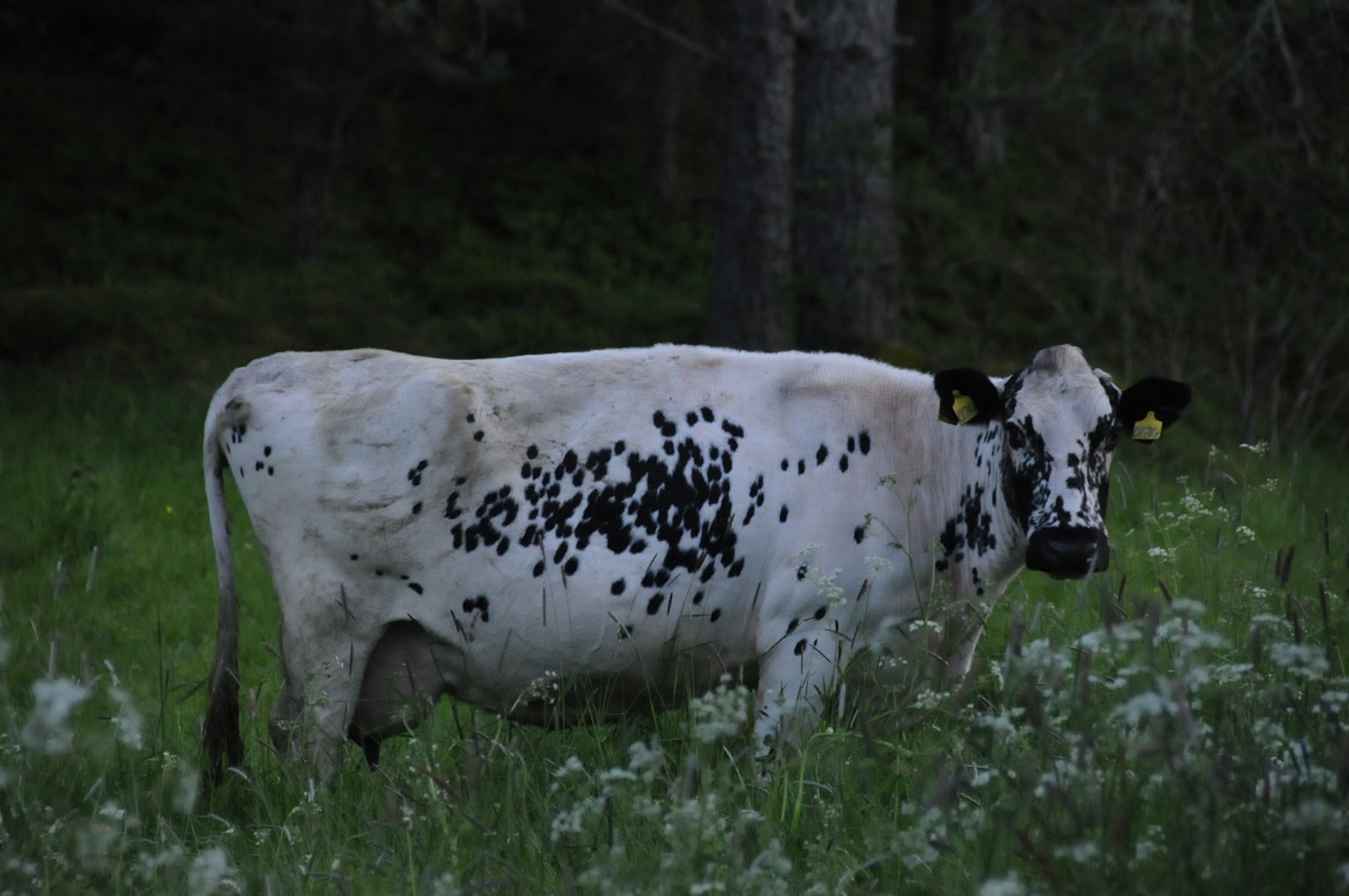 CAnMove Centre for Animal Movement Research Spotty cows avoid