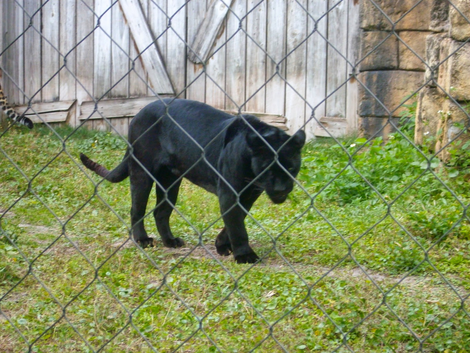 ZooZooReview Best 100 Animals We Have Seen In Zoos (101)