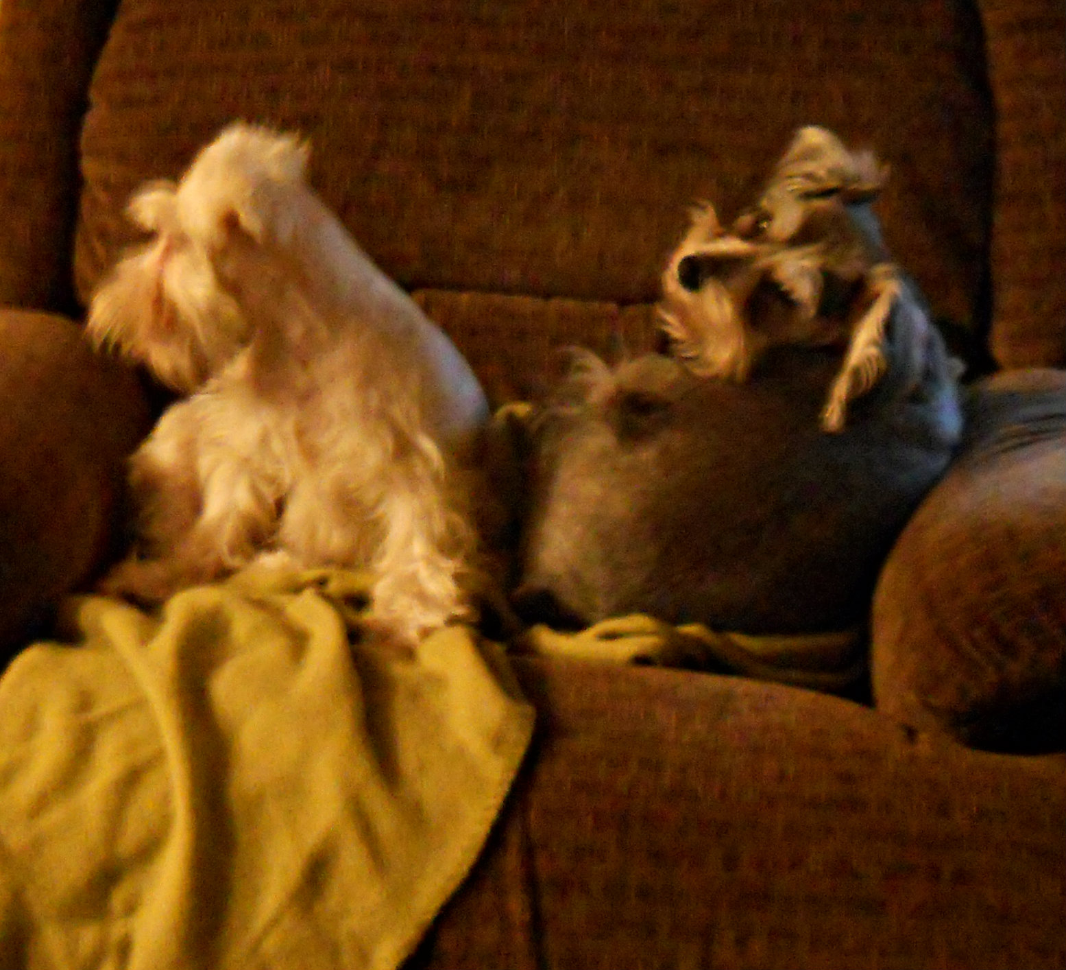 TheRustyThimble She is Hogging the Blanket again!