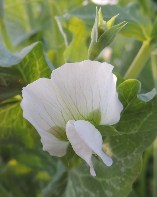 FLOR DE GUISANTE