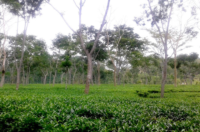 শীতের শুরুতে মৌলভীবাজারে পর্যটকদের ভিড় বাড়ছে