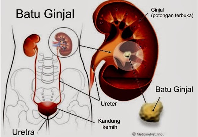 https://4.bp.blogspot.com/-PNF6GL2d1nc/WNzWsL9EMKI/AAAAAAAAANQ/aIwhlBuJN3Q0R7G71aTrwqTOcUDZ-0UBgCLcB/s1600/batug%2Binjal%2Bbahaya.jpg