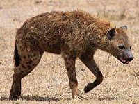 Misteri The Beast of Gevaudan