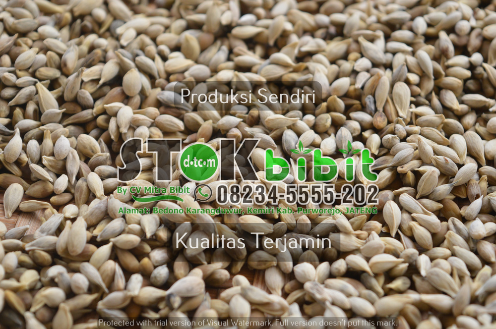 Nangka pohon nangka gambar - jual bibit buah rukem