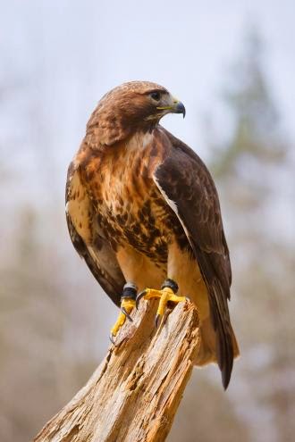 أنواع الصقور