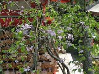 荏柄天神社の枝垂桜