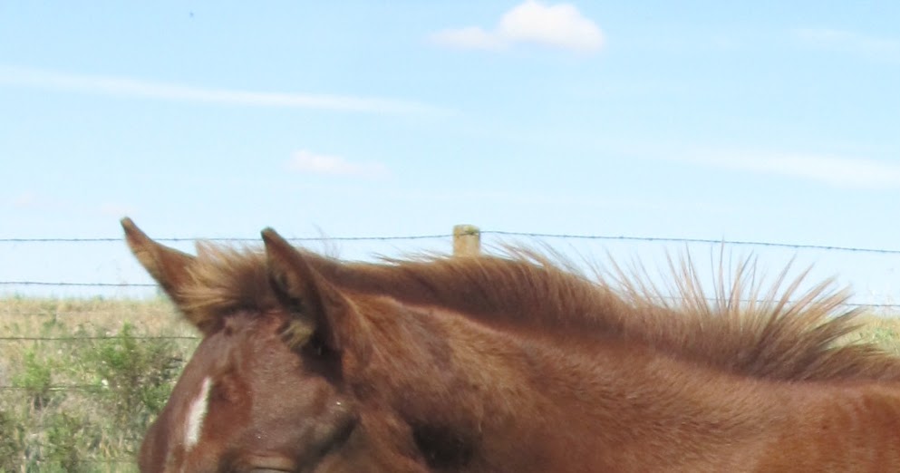Windy Creek Quarter Horses Smokey and Shaqs filly