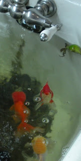 Fish in a bathtub in San Francisco