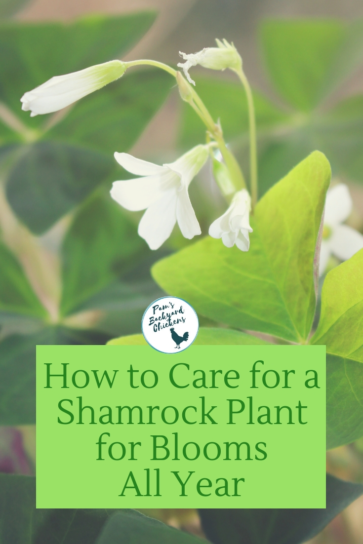 Pam�s Backyard Chickens How To Care For A Shamrock Plant