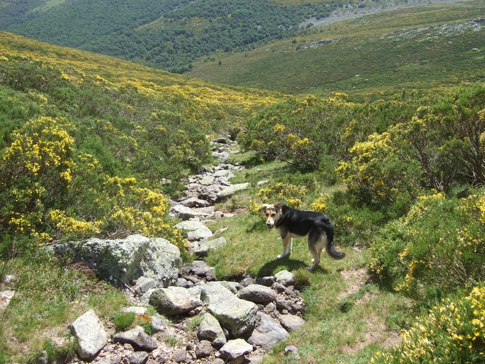 North Spain Rambler Cueto Mañín