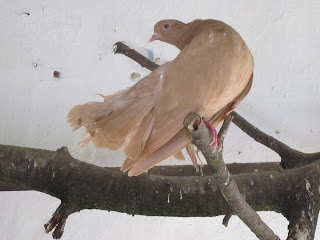 голубь в ровенском зоопарке