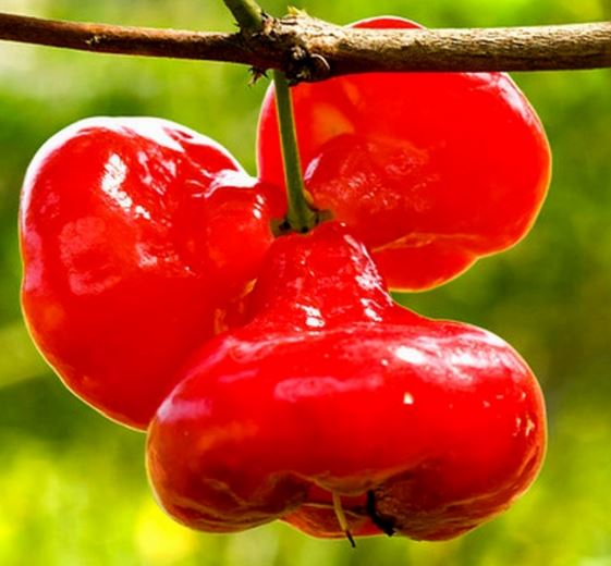 KUMPULAN GAMBAR JAMBU Foto Buah Buahan Jambu Segar | Animasi Bergerak