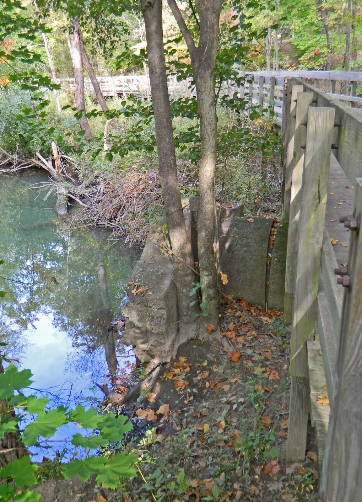 Jax Stumpes Nature in Shaker Heights, OH (8/2013)