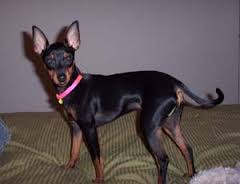 Manchester Terrier dog on bed Manchester Terrier dog on bed