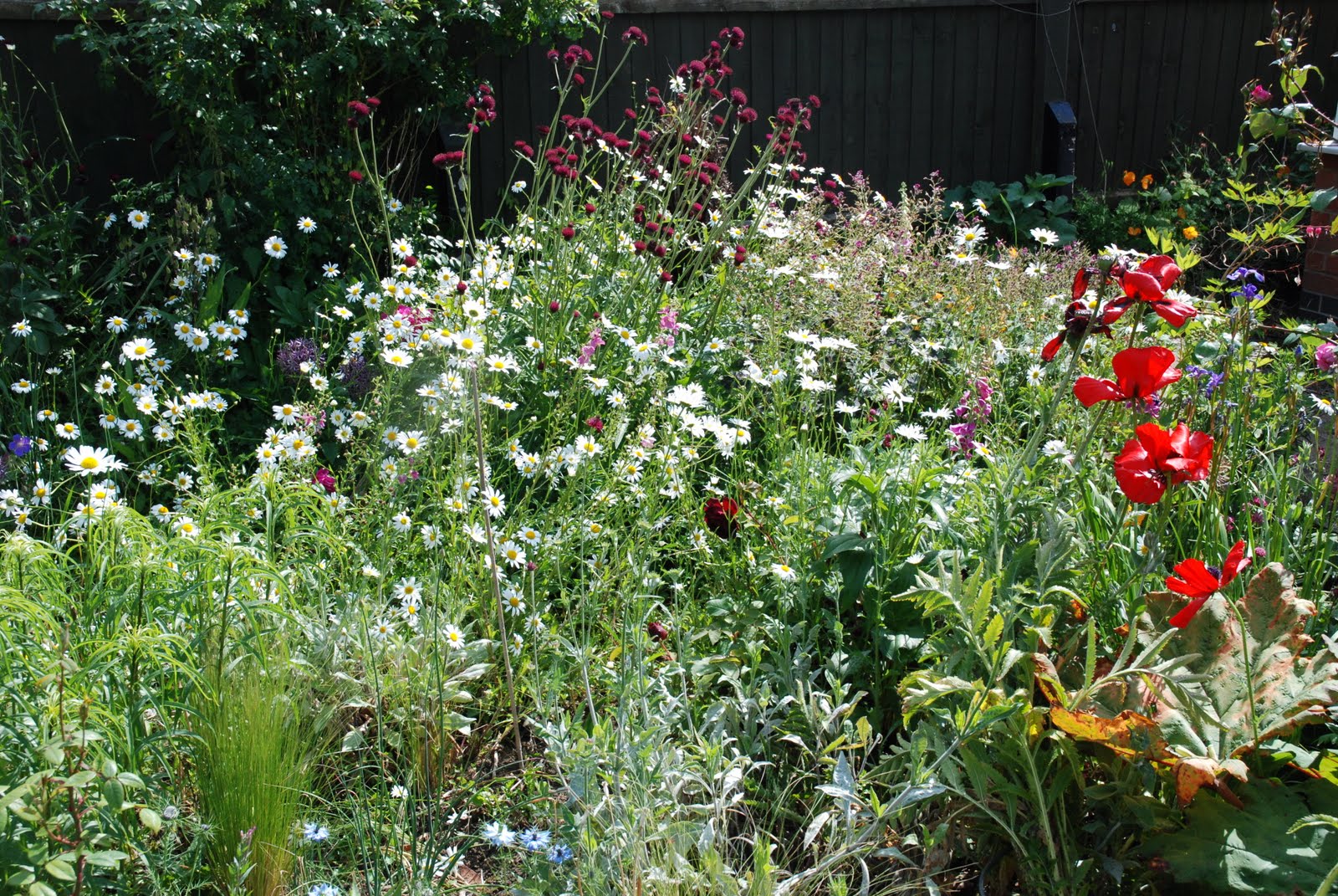Life In The English Cotswolds Pruning Mahonia