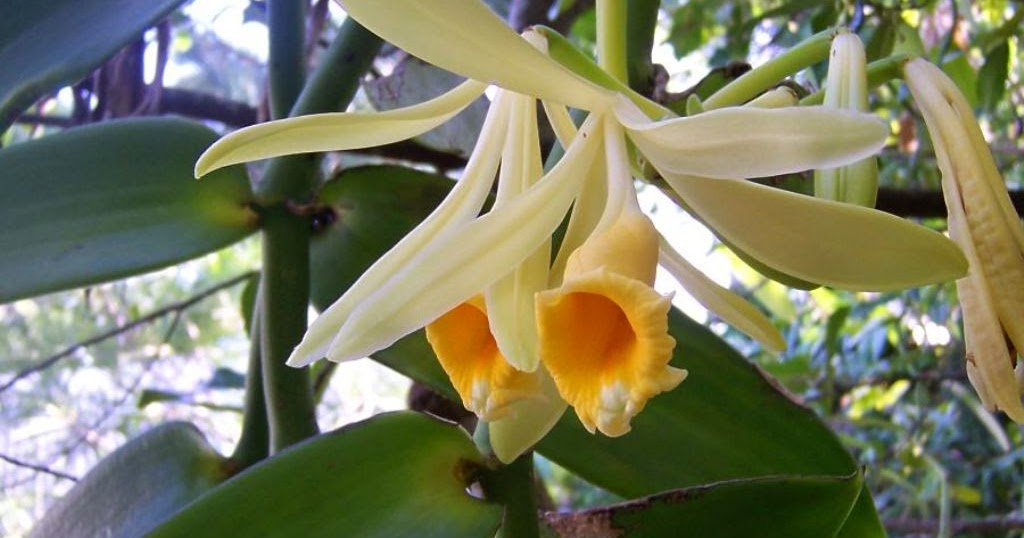 Орхидея ваниль вариегатная. Орхидея Ванилла. Орхидеи Vanilla planifolia.