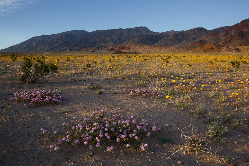Death Valley Wildflower "Super Bloom" 2016 HuffPost